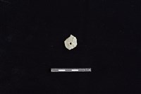 磨製石器藏品圖，第2張